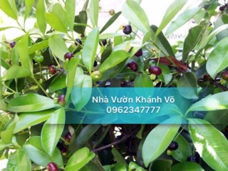 Cây giống Cherry Nhiệt đới 001