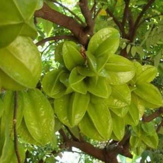 [Xả - Cắt Lỗ ] Cây Khế Chua