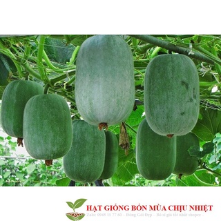 Hạt giống bí xanh đài loan - 10 hạt