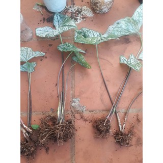 Củ giống môn kiểng trắng giáng sinh caladium white chrismast
