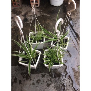 Chậu Cây Dây Nhện mini