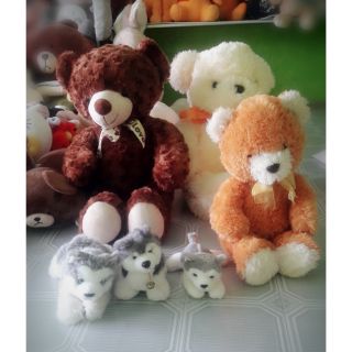 Sét gấu teddy va chó Alaska