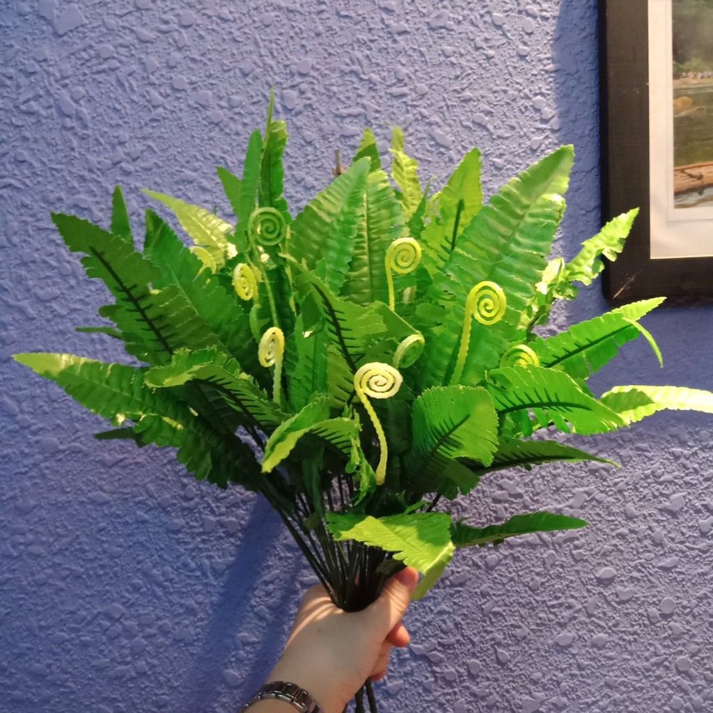 Hoa dương xỉ