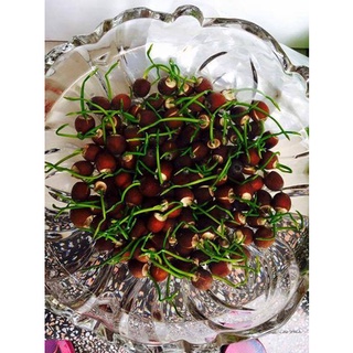 Hạt giống Sen mini Nhật