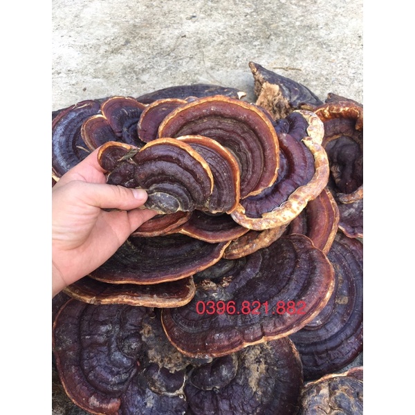 Nấm linh chi chuẩn rừng 1 kg