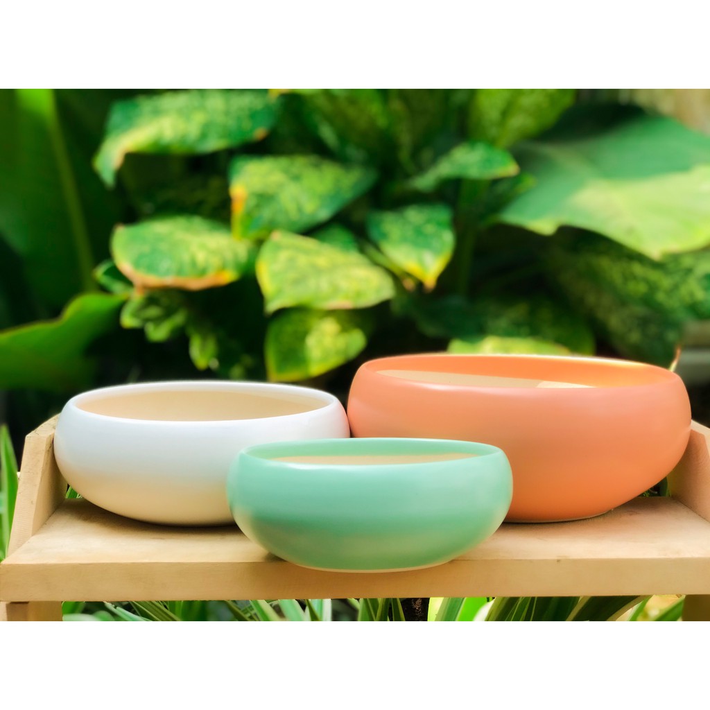 CHẬU ANG TRÒN TRỒNG SEN ĐÁ, XƯƠNG RỒNG