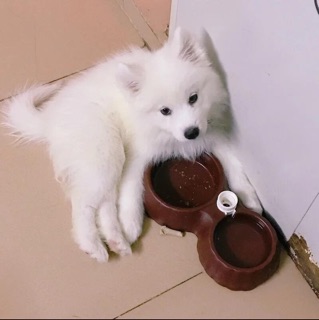 Khay uống nước tự động CHO CHÓ MÈO