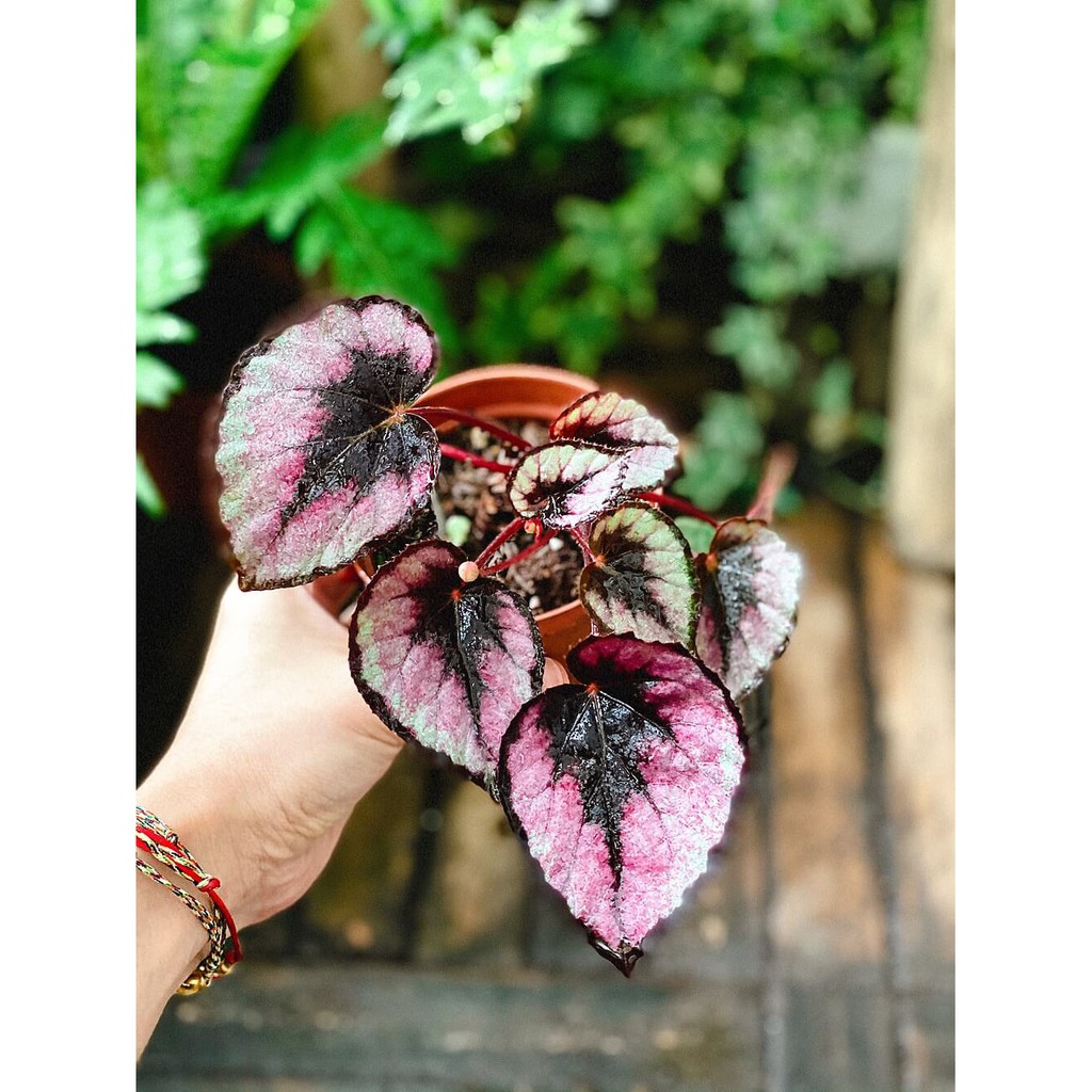 Chậu cây Begonia rex Red Tango (Thu Hải Đường Red Tango) chậu nhựa