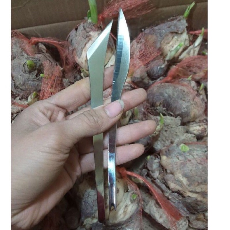 Combo bộ dao gọt, ly dưỡng, củ thủy tiên kép y hình