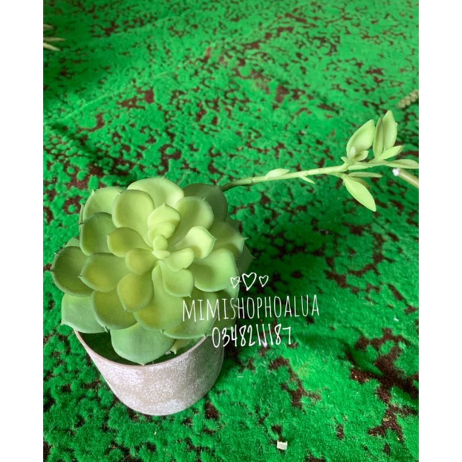 Cây giả- Sen đá -  Xương rồng - Nha Đam - nhiều mẫu- Hoa giả trang trí nhà cửa, decor