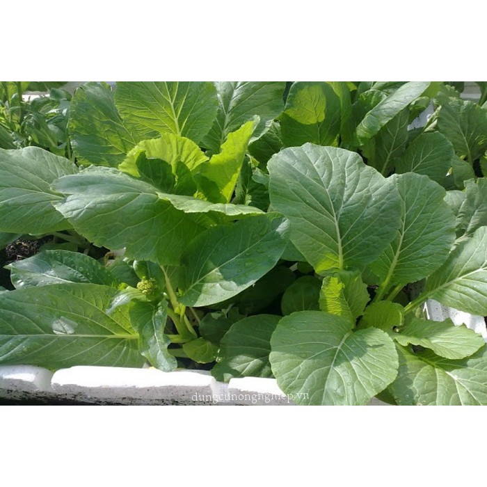 Hạt Giống Cải Ngồng Mập  -  - Giòn, Ngon , Ngọt