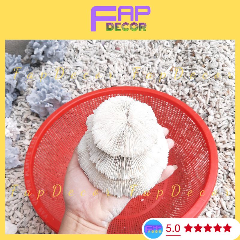 Bông Rạn San Hô Hải Quỳ Hình Chiếc Ô Siêu Đẹp Trang Trí Bể Cá, Thủy Sinh, Decor Nhà Cửa - FapFood