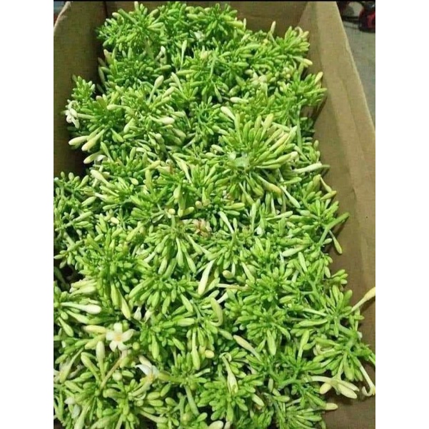 Hạt giống đu đủ đực siêu hoa 15 hạt