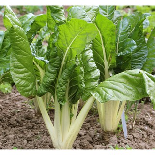 Hạt Giống Cải Ngọt Trắng Thụy Sỹ (10Gr) - [MUA 3 TẶNG 1 CÙNG LOẠI] - Dinh Dưỡng, Năng Suất Cao