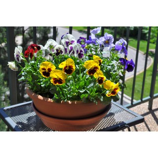 [GIÁ GỐC] Hạt giống hoa Viola mix