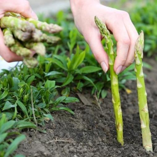 Hạt giống măng tây xanh mỹ 50 hạt