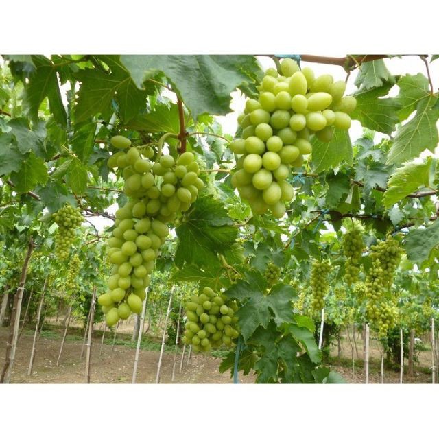 Hạt giống nho xanh leo giàn 10 hạt luckyseed hạt siêu rẻ