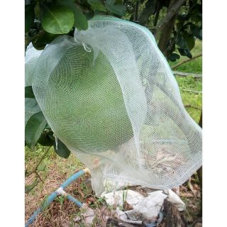 Túi bao bưởi cước thái (200 túi)
