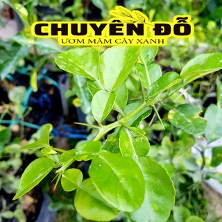 Cây chúc giống, cây chanh thái, cây truc an giang 20 cm