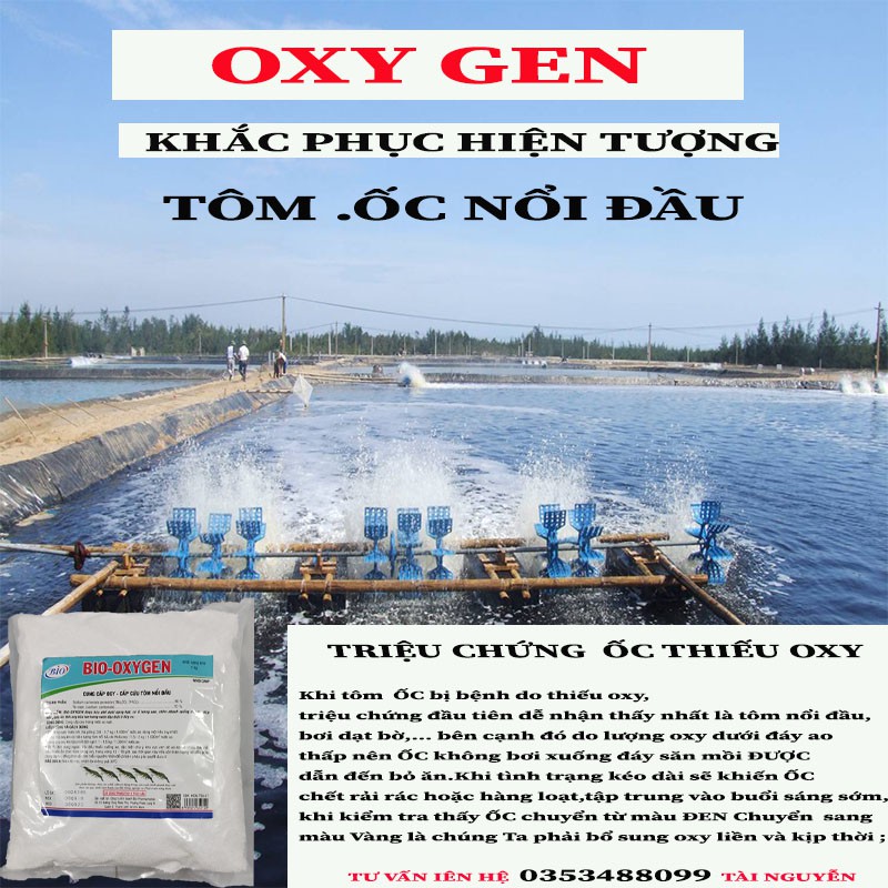OXY GEN KHẮC PHỤC HIỆN TƯỢNG Ở TÔM ỐC CÁ NỔI ĐẦU BƠI LỜ ĐỜ TĂNG CƯỜNG OXY Ở MỰC NƯỚC SÂU ỐC CÁ LƯƠN KHÔNG LẤY OXY KỊP