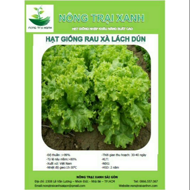 Hạt giống xà lách dún