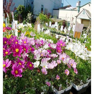 HẠT GIỐNG HOA SAO NHÁI KEP MIX, Giống Nhập Khẩu, Hoa NHiều màu