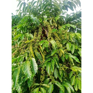 Giống cà phê vối TR9