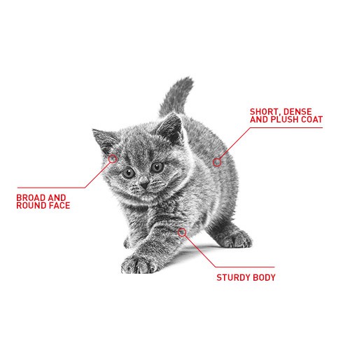 2kg Hạt Royal Canin British Shorthair Kitten dành cho mèo Anh Lông Ngắn dưới 12 tháng tuổi