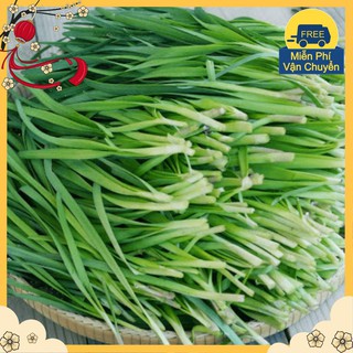 Hạt Giống Hẹ Ta