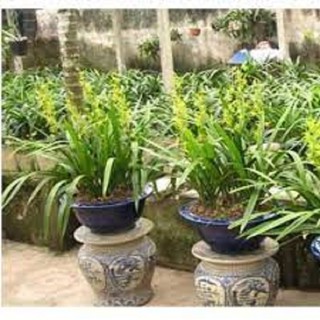 CHẬU ĐỊA LAN THANH NGỌC