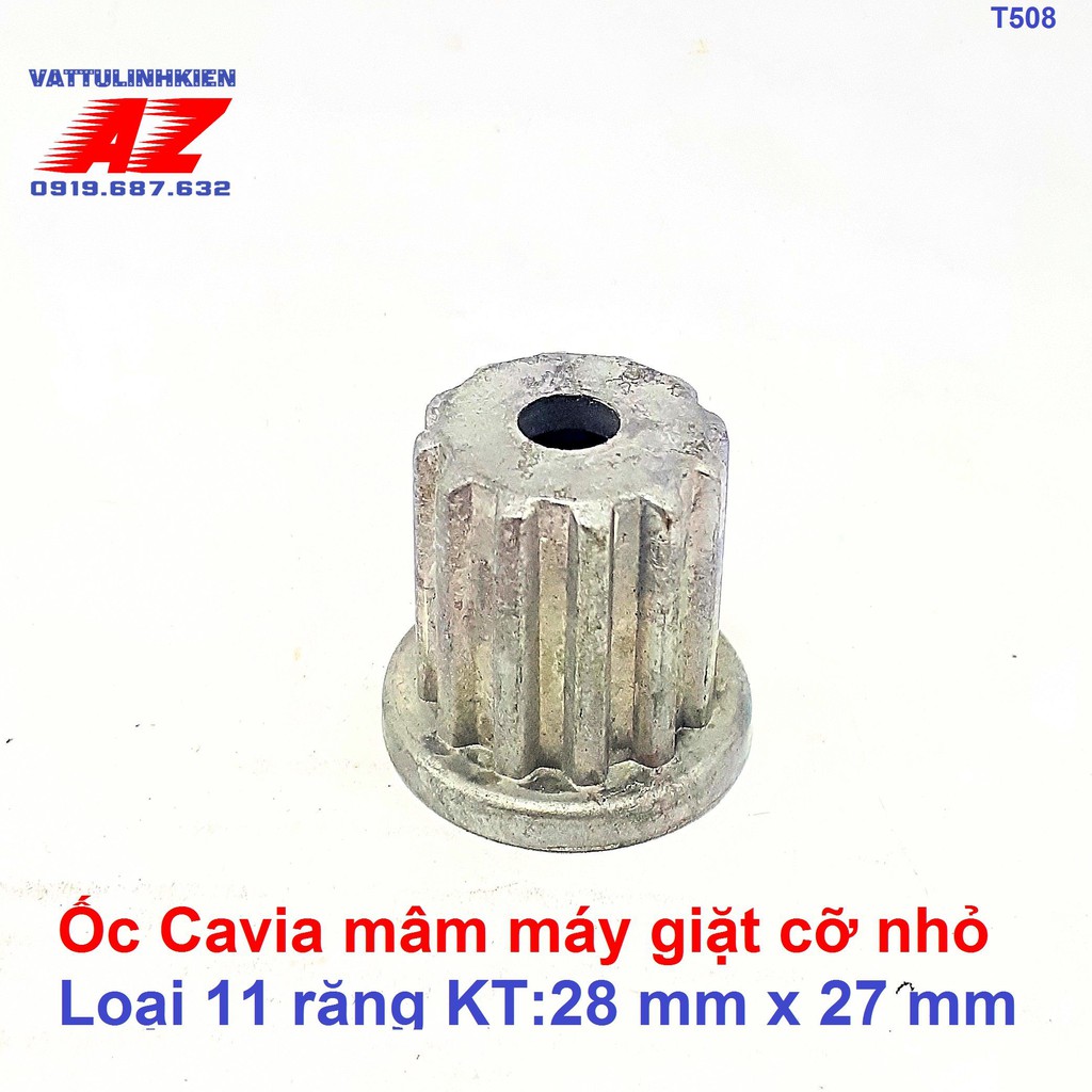 Ốc mâm - Cavia máy giặt của đứng 11 răng cỡ bé 2.7x2.8cm