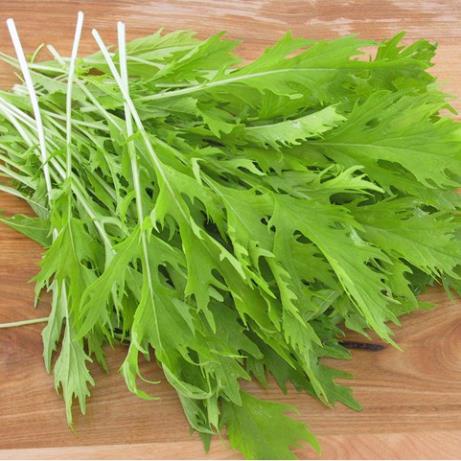 Hạt giống mù tạt xanh Mizuna gia vị ăn hải sản 100 hạt