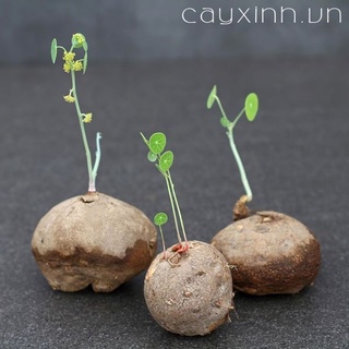 Bình vôi phong thủy (có loại trên 50kg)