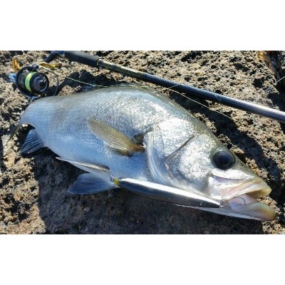 Daiwa Shore Line Shiner Z LH F-HD 130