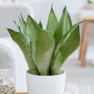 Cây lưỡi hổ bạc để văn phòng