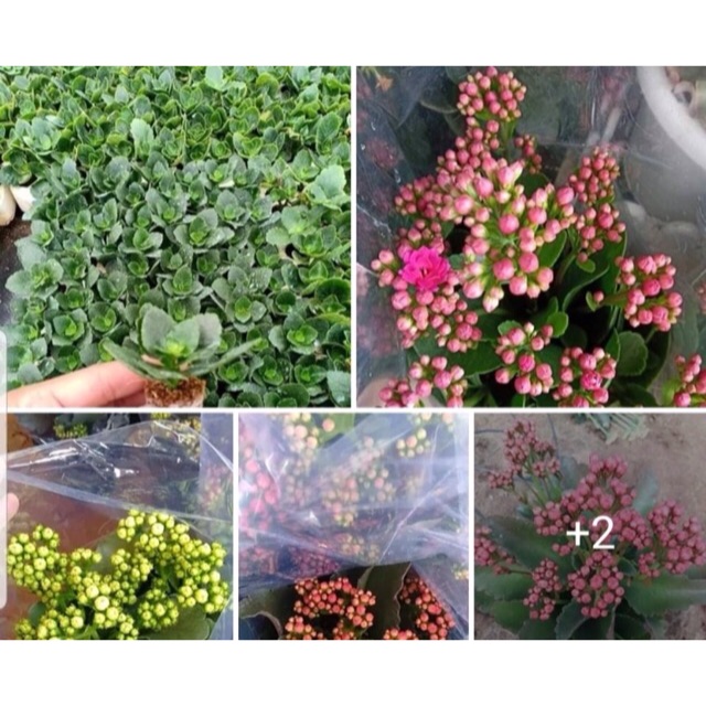 Giống cây sống đời nhiều màu
