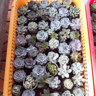 Sen đá size nhỏ 6cm 50 cây 400k