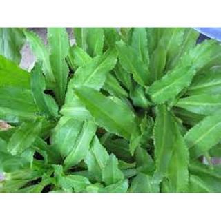 5 gram hạt giống rau ngò gai ( rau mùi tàu)