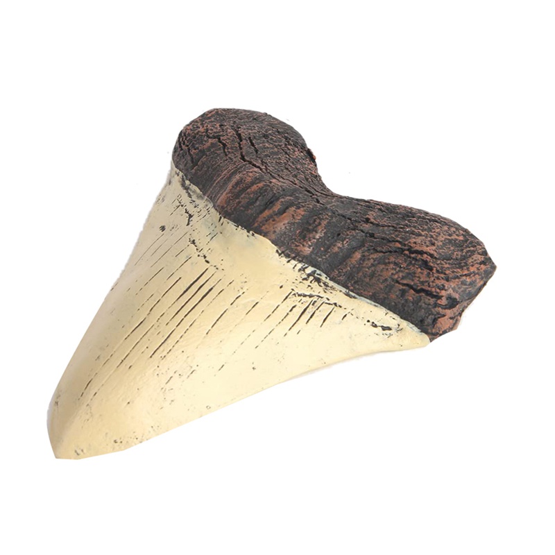 Răng Cá Mập Megalodon Bằng Nhựa Resin