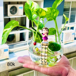 Tiểu cảnh trầu bà thuỷ sinh