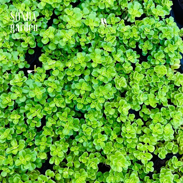 Cỏ sedum lục hà SONDA GARDEN size bé 5-6cm, xuất xứ Đà Lạt, khoẻ đẹp, lỗi 1 đổi 1