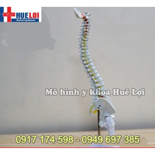 Mô hình cột sống 45cm - mô hình xương