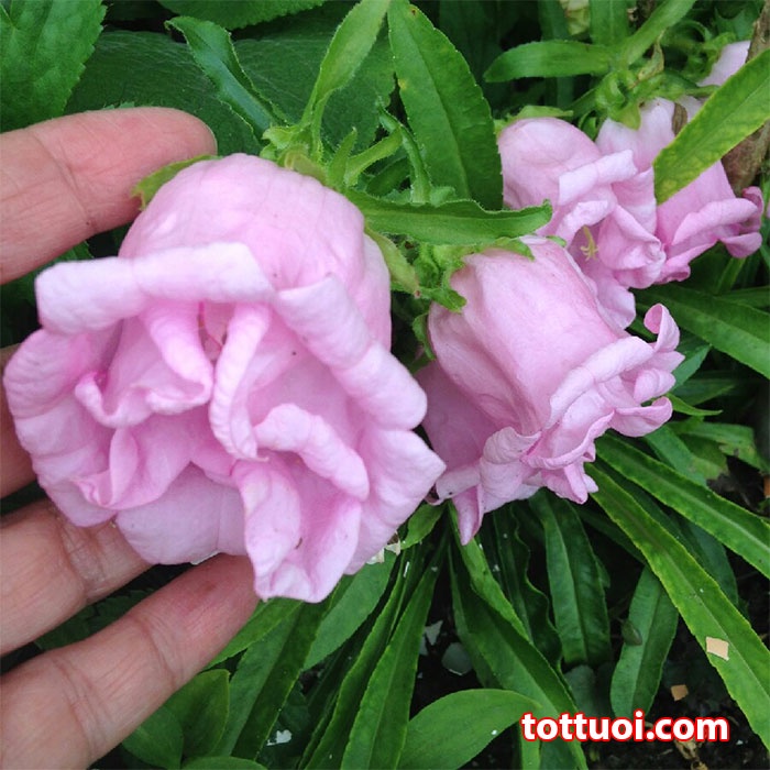 Hạt giống hoa chuông đơn nhiều màu 50 hạt