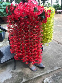 Hoa lan vũ nữ treo tường