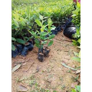 CÂY SIM RỪNG GIỐNG