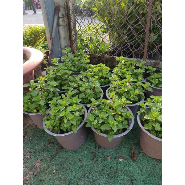 cây húng lũi bạc hà âu - húng lủi - rau thơm  tên khoa học Mentha crispa L.