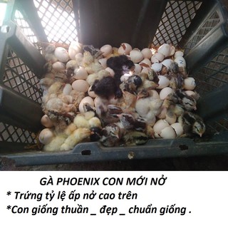 COMBO 10 QUẢ TRỨNG GÀ PHOENIX _ GÀ ĐUÔI DÀI