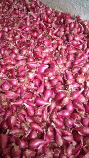 1KG HÀNH TÍM LÝ SƠN LOẠI 1