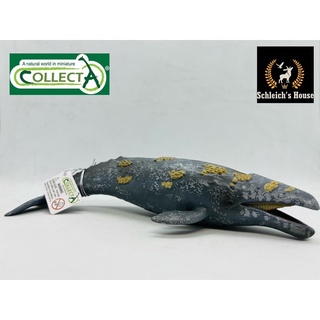 Mô hình động vật , đồ chơi con vật CollectA chính hãng Cá voi xám 88836 - Schleich House