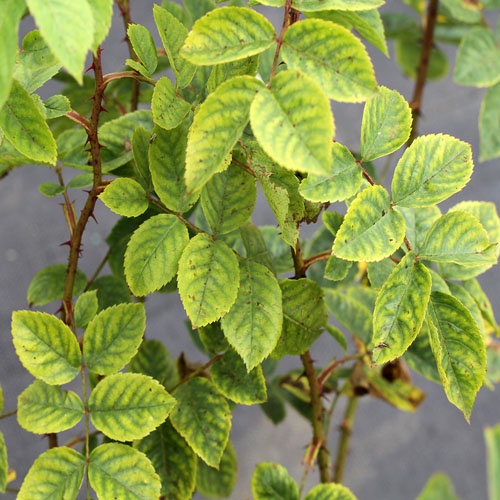 Phân bón lá vi lượng Chelate EDTA  Amino Acid  gói 25 gram bổ sung 6 loại phân vi lượng nhập khẩu từ Tây Ban Nha